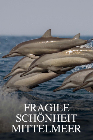 Fragile Schönheit Mittelmeer (2023)