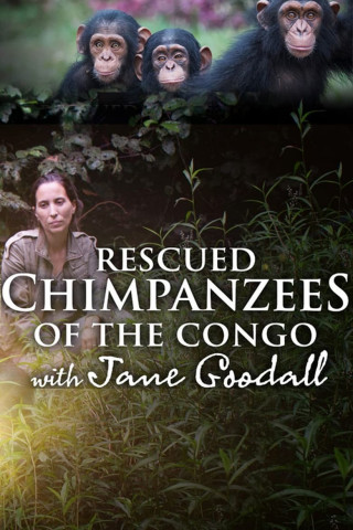 Schimpansen im Kongo mit Jane Goodall (2021)