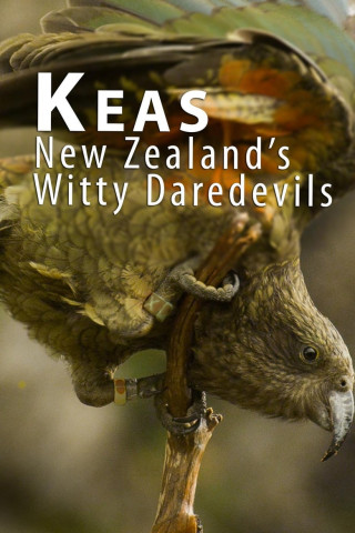 Heimliche Helden - Keas in Neuseeland (2015)