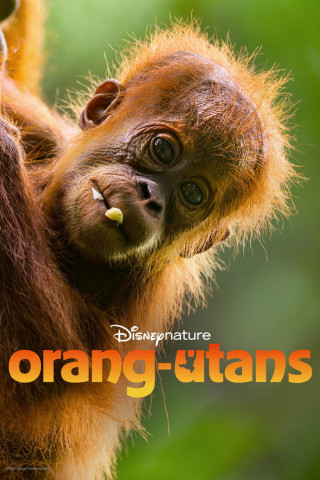 Orang-Utans (2026)