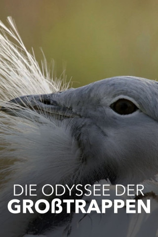 Die Odyssee der Großtrappen: Das Comeback der Riesenvögel (2021)