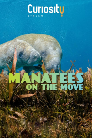 Manatees On The Move (2022)
