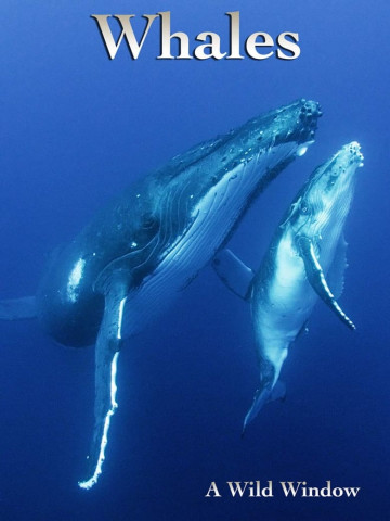 Humpback Whales - Buckelwale im Pazifik (2015)