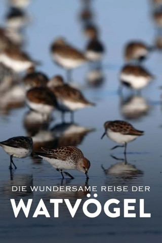 Die wundersame Reise der Watvögel (2023)