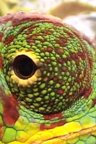 Safari (2009)