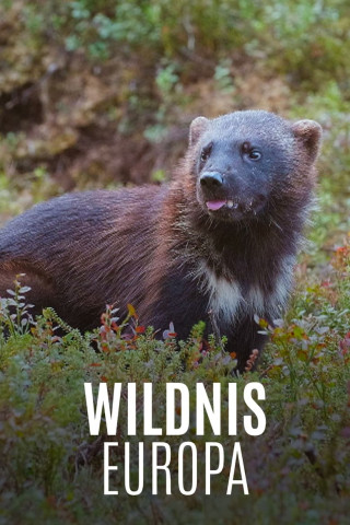 Wildnis Europa (2020)