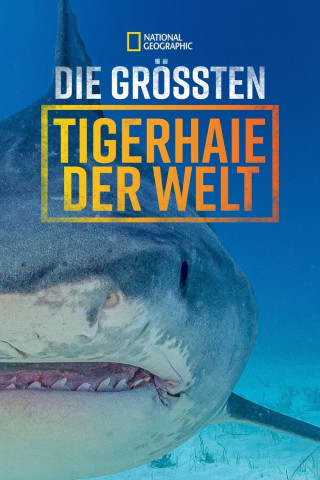 Die größten Tigerhaie der Welt (2024)