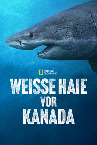 Weiße Haie vor Kanada (2025)