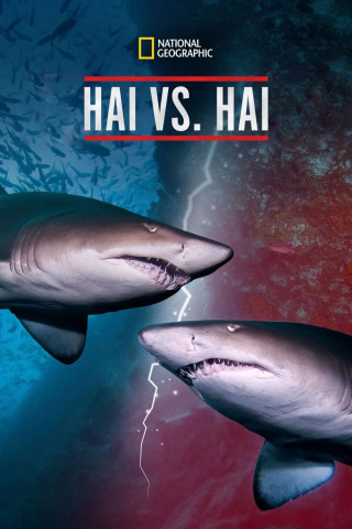 Hai vs. Hai (2019)