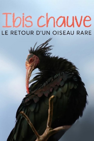 Der Waldrapp: Zugvogel im Aufwind (2022)