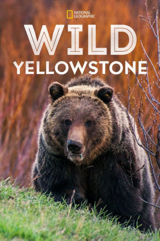 Wildnis Yellowstone - Im Wechsel der Extreme (2015)