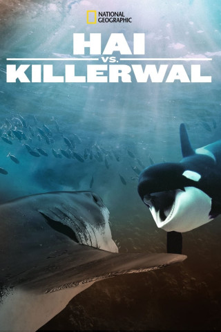 Hai vs. Killerwal (2021)