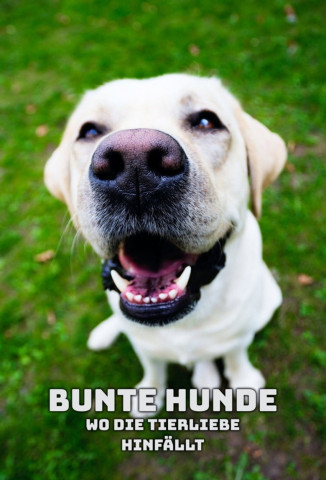 Bunte Hunde – Wo die Tierliebe hinfällt (2023)