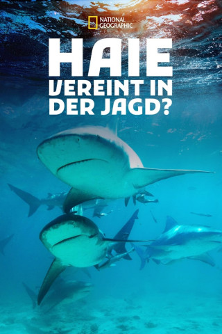 Haie - Vereint in der Jagd? (2021)