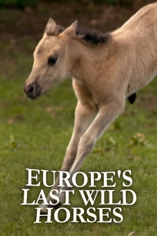 Die letzten Europas - Wildpferde im Münsterland (2012)