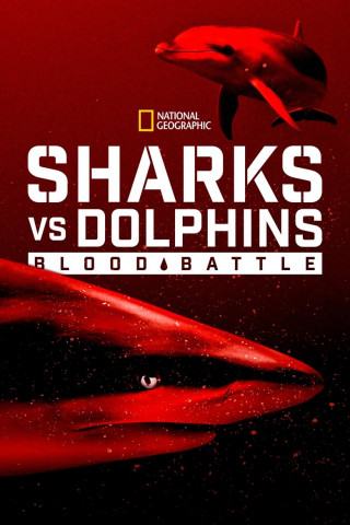 Hai vs. Delfin (2020)