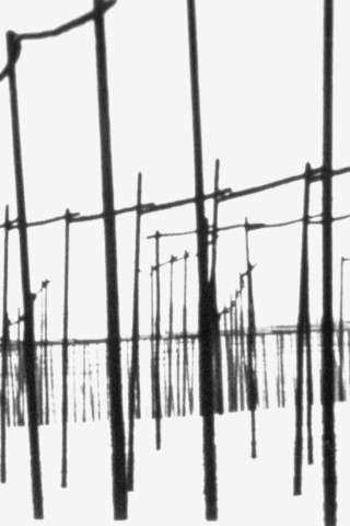 Der weiße Hopfengarten (1966)