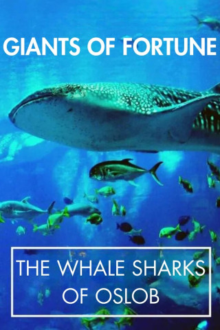 Giants of Fortune - The Whale Sharks of Oslob (2014)