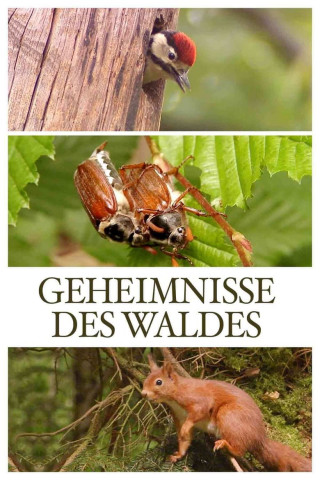 Geheimnisse des Waldes (2011)