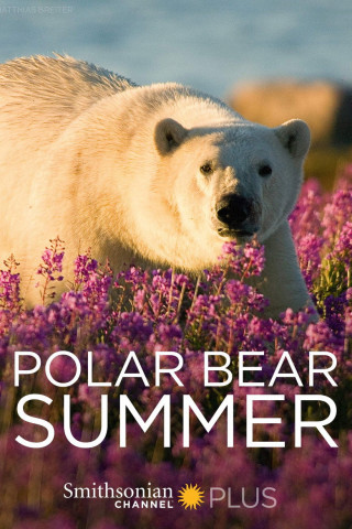 Eisbärensommer (2015)