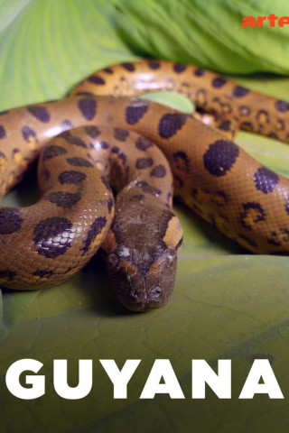 Guyana (2008)