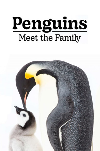 Pinguine – Eine faszinierende Familie (2020)