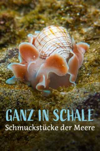 Ganz in Schale: Schmuckstücke der Meere (2025)