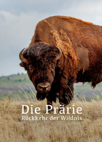 Die Prärie - Rückkehr der Wildnis (2019)
