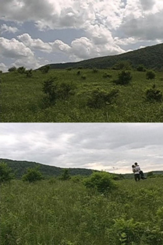 Birds of North America (2004)