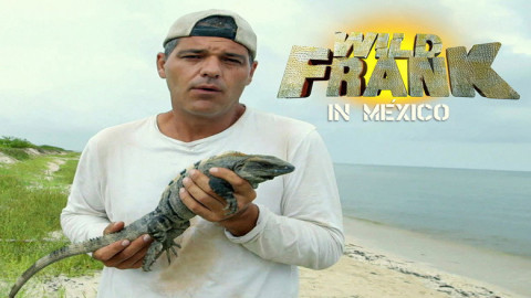 Wild Frank in Mexico (2015)