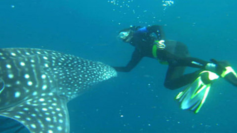 Australiens Nationalparks - Der Regenwald (2012)