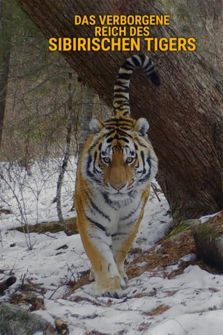 Das verborgene Reich des Sibirischen Tigers (2023)