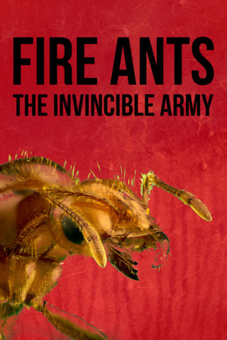 Fire Ants 3D - Die unbesiegbare Armee (2012)