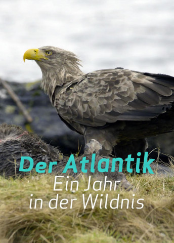 Der Atlantik: Ein Jahr in der Wildnis (2020)