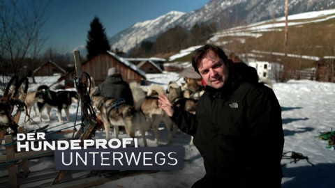 Der Hundeprofi unterwegs (2014)