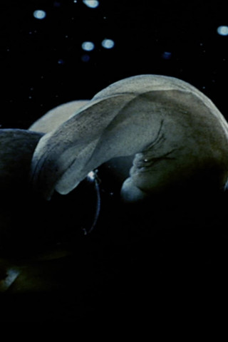 Acéra ou Le bal des sorcières (1972)