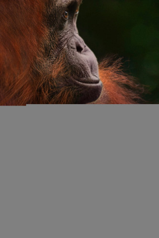 Orangutan (2026)
