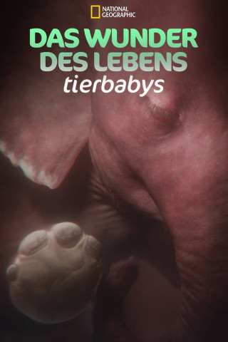 Das Wunder des Lebens: Tierbabys (2022)