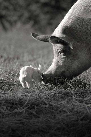 Gunda (2021)