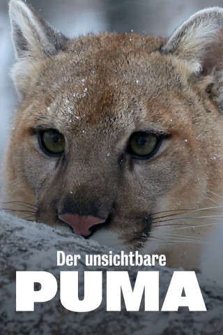 Der unsichtbare Puma - Ein Besucher in Frankreichs Wäldern? (2019)