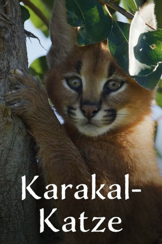 Karakal-Katze - Von der Savanne nach Kapstadt (2024)