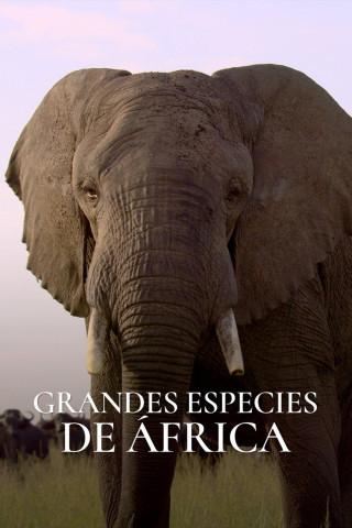 Afrikas Ikonen der Tierwelt (2024)