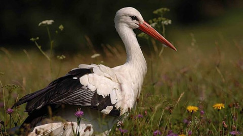 Kornfeld & Wiese (2013)