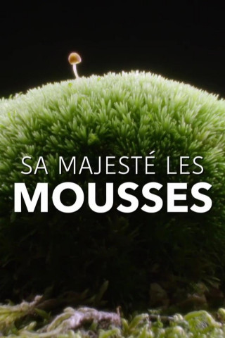 Moose, unscheinbare Helden (2015)
