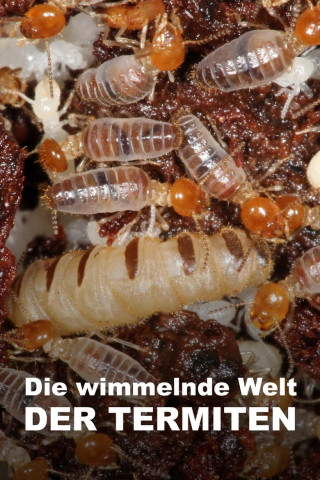 Die wimmelnde Welt der Termiten (2018)