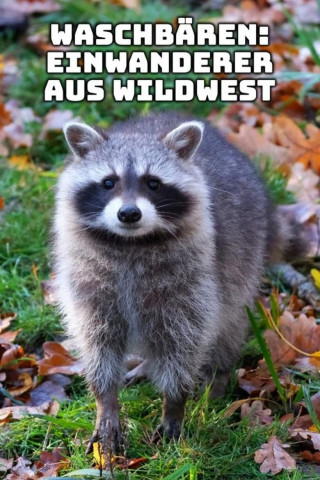 Waschbären – Einwanderer aus Wildwest (2012)