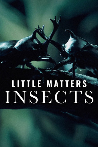 Little Matters: Insects (2015)