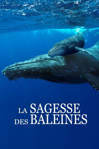 Das Wesen der Wale (2018)