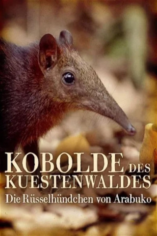 Kobolde des Küstenwaldes - Die Rüsselhündchen von Arabuko (2007)