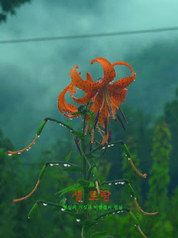 생 로랑 (2014)